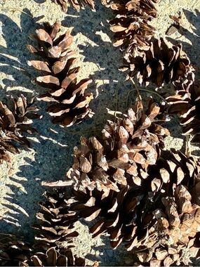 Natural Brown Pine Cones Bundle